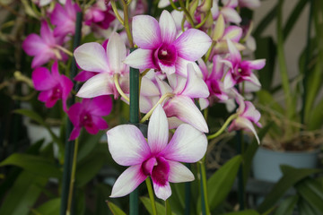 Splendide orchidee rose