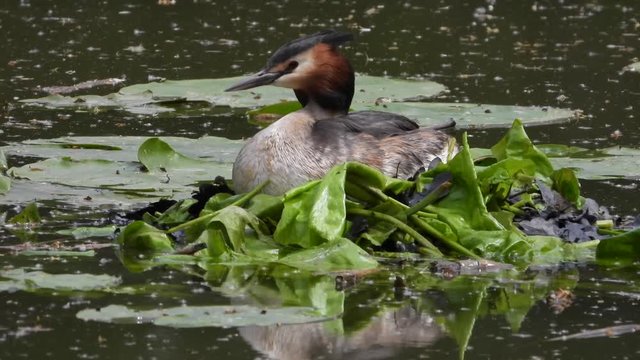 Haubentaucher (Podiceps cristatus)  br&uuml;tet