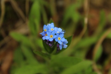 flor azul