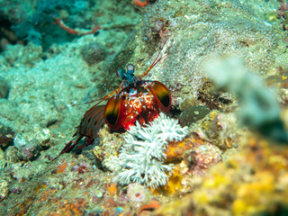 Mantis shrimp on the Coral