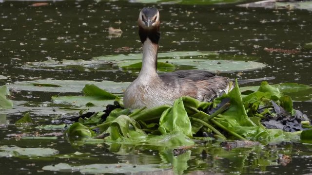 Haubentaucher (Podiceps cristatus)  br&uuml;tet
