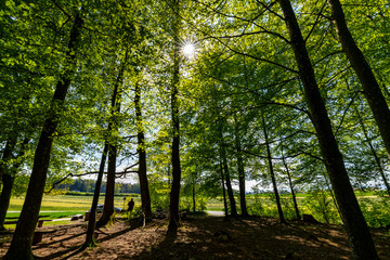wald