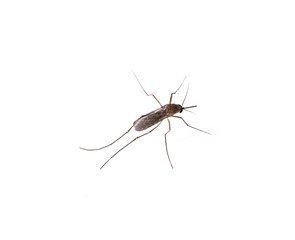 Mosquito isolated on white background