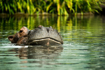 hippo in the water just the head