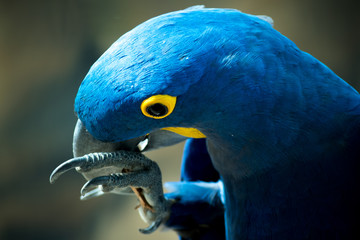 parrot bitting on a stick