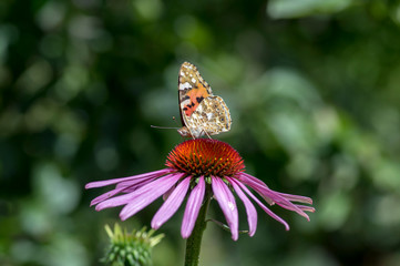 Vanessa cardui sitting on Echinacea purpurea flowering plant, eastern purple coneflower in bloom