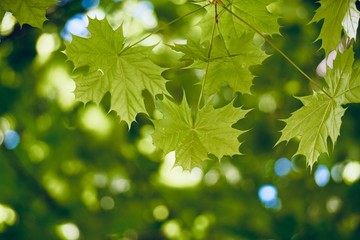 Fototapeta na wymiar green tree leaves textured in summer in the nature