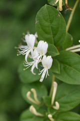 Japanese honeysuckle flowers (Lonicera japonica)
