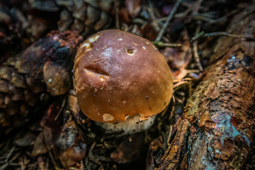 Mushroom in the wood