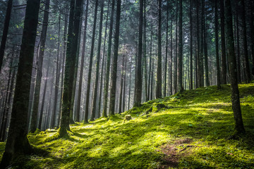 Obraz premium Walking in the wood looking for mushrooms and relaxing