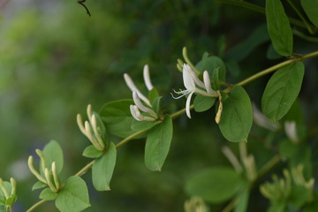 Japanese honeysuckle flowers (Lonicera japonica)