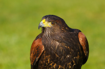 A close up portrait of a Harris Hawk (Parabuteo unicinctus) Bird of  Prey