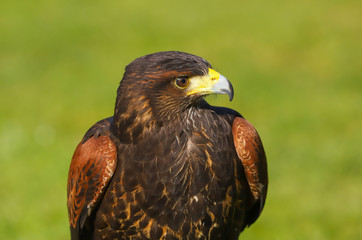 A close up portrait of a Harris Hawk (Parabuteo unicinctus) Bird of  Prey