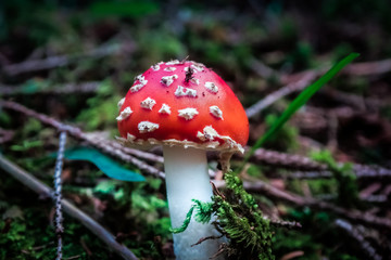 Mushroom in the wood