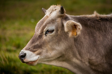 Cows eating fresh grass in the grazing
