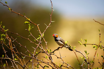 Wild Zebra Finch perch on a branch