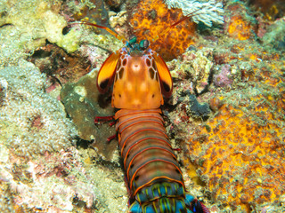 Mantis shrimp on the Coral