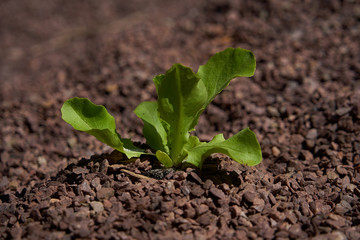 Salat Jungpflanze