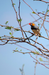 Wild Zebra Finch perch on a branch