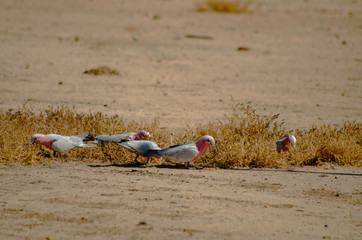 Galahs search for seeds on the ground in Western Australia