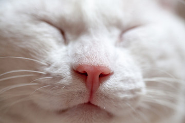 Nose and mouth of a cat