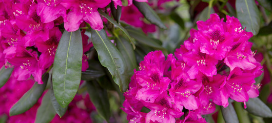 Red Azaleas flowers in the garden.Spring background.