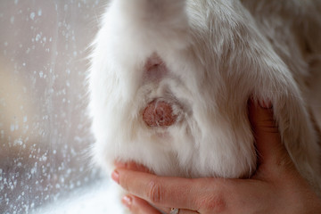 Testis of male cat scene.