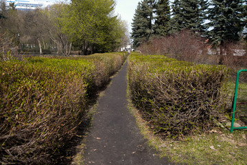 Obraz premium city park, spring square without people, green trees