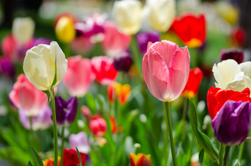 Colorful tulips