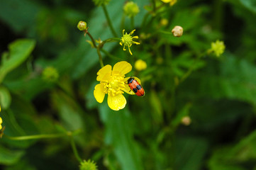 Red beetle on a yellow flower