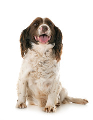 English Springer Spaniel