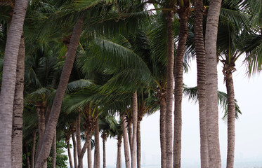 Coconut tree tropical on beach.