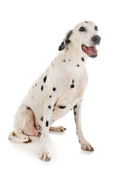 dalmatian in studio