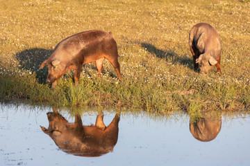 Iberian pigs grazing in the countryside
