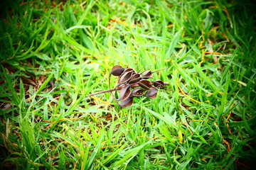 dry leave on grasses