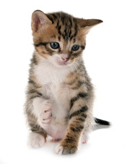 moggy kitten in studio