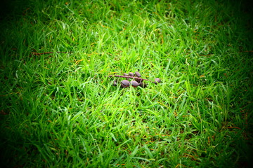 dry leave on grasses