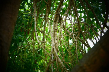 tree branches in forest 
