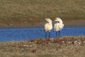 Eurasian or common spoonbill in nature Island Texel,Holland