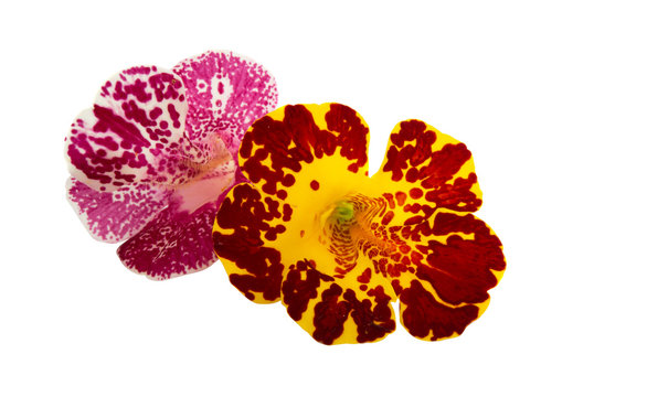 mimulus isolated