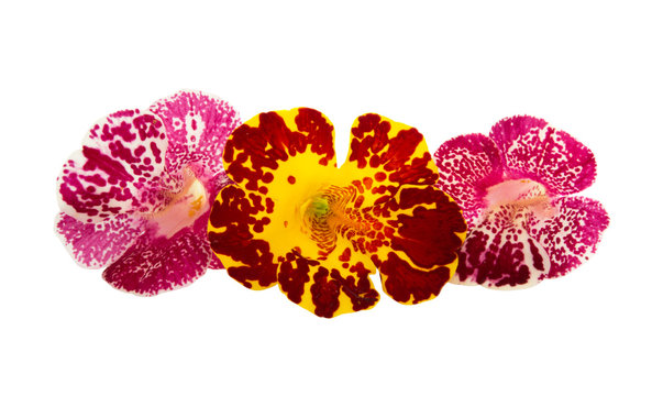 mimulus isolated
