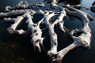 Deadwood on the coast