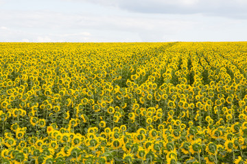 Obraz premium Sunflower field under cloudy skies