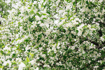 Apple trees branches in white blossom flowers