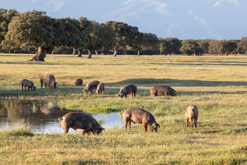 Iberian pigs grazing in the countryside © Gelpi