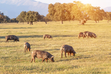 Iberian pigs grazing