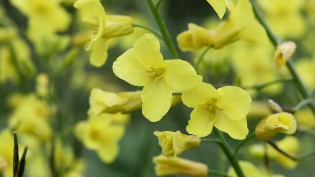 urginea maritima flover