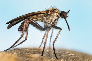 Empis livida, Dance fly
