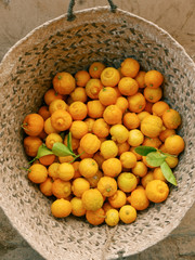 Wicker basket with freshly picked lemons