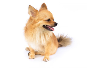 Pomeranian looking something with smile and happy feeling on white background